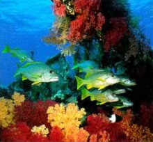 Coral and Fish in the Red Sea of Egypt